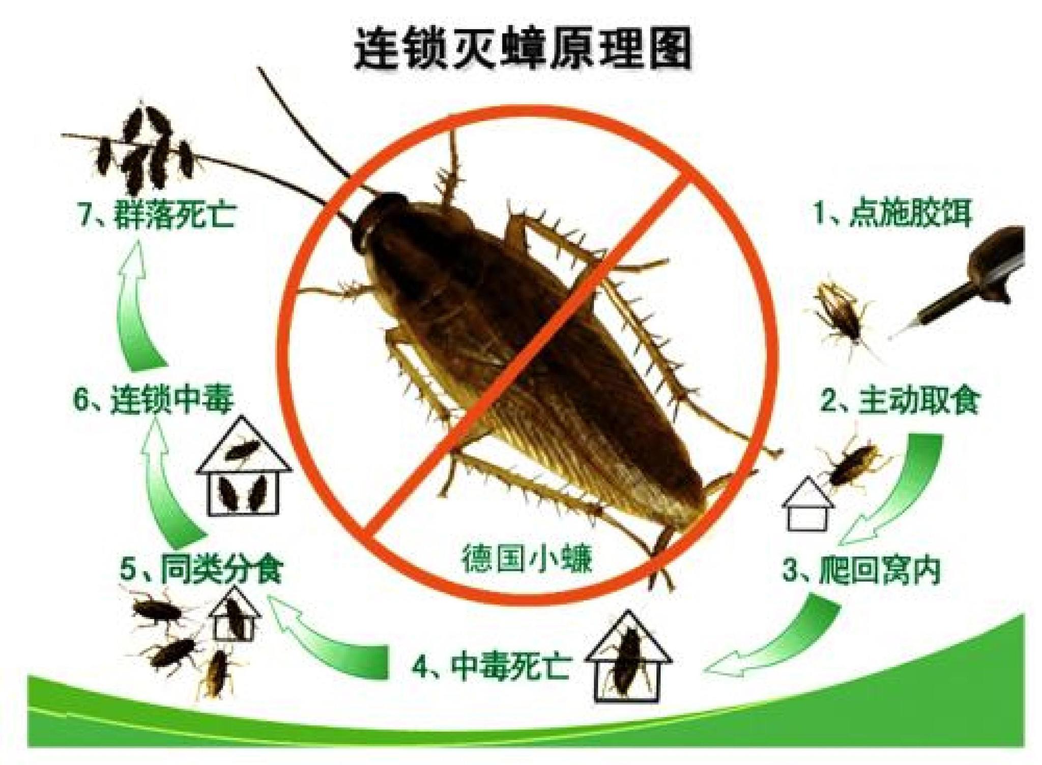 有人说见了蟑螂不能踩死,否则后果很严重,这种说法靠谱吗?