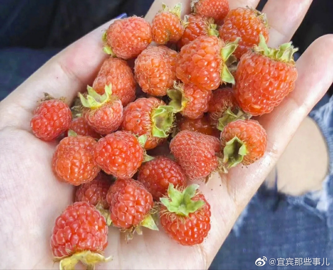 山里的三月泡儿熟了!你吃了吗