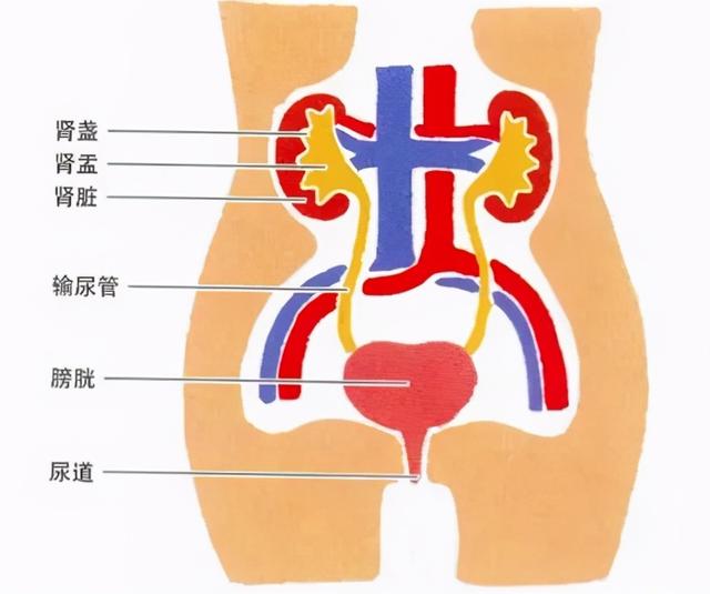 女性肾脏输尿管结构图图片