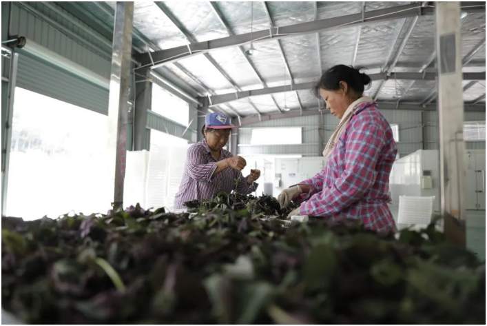 浙江衢州:乡村“抱团”激活致富新引擎休闲区蓝鸢梦想 - Www.slyday.coM 浙江衢州:乡村“抱团”激活致富新引擎休闲区蓝鸢梦想 - Www.slyday.coM