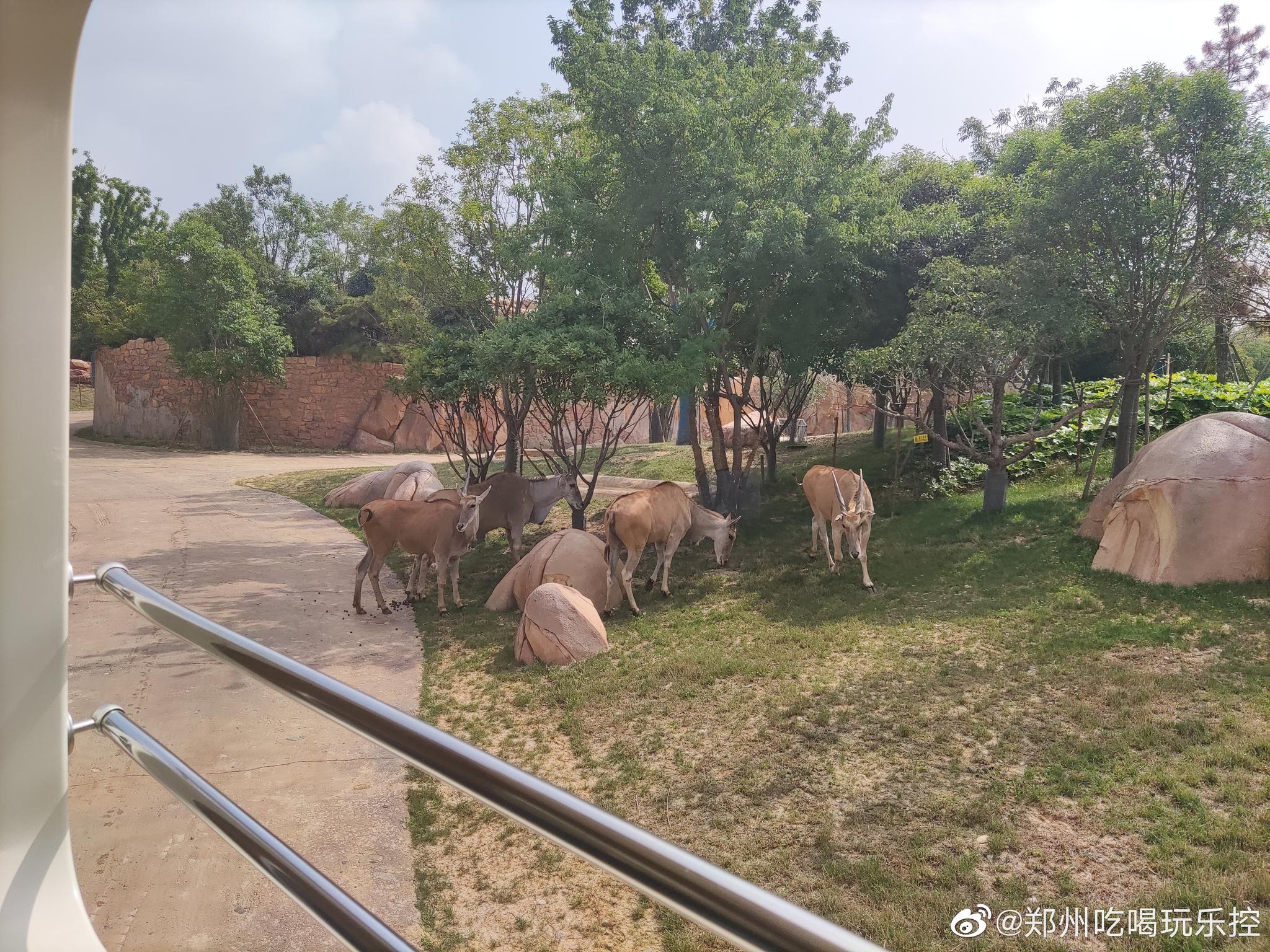 第二站我们来到了河南省新密市的“银基动物王国”|动物王国|新密市|银基_新浪新闻