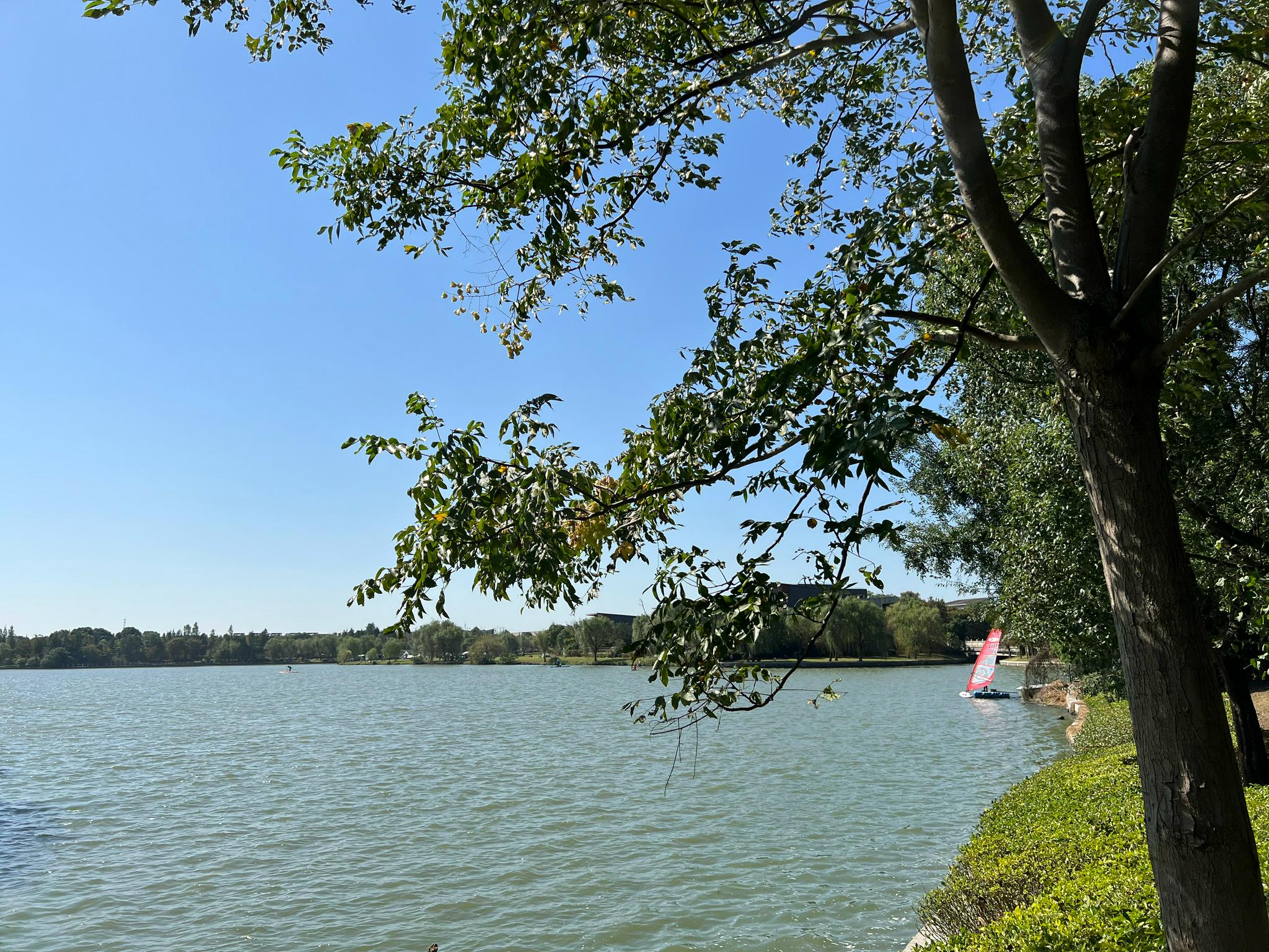 秋阳斜照朱家角,杨柳轻拂大淀湖_高清图集_新浪网