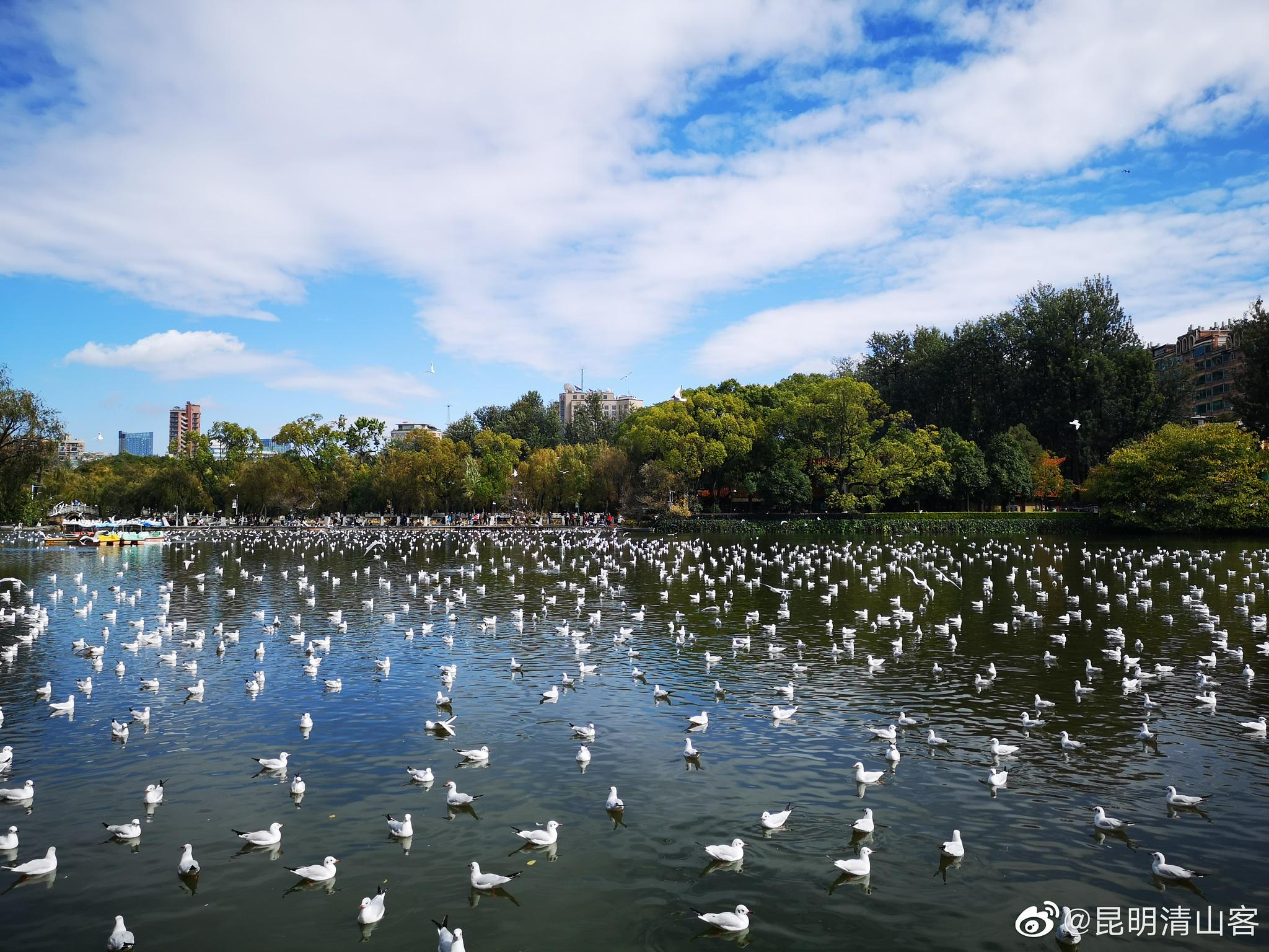 昆明翠湖公园海鸥来了@镜界 @内拉在路上_高清图集_新浪网