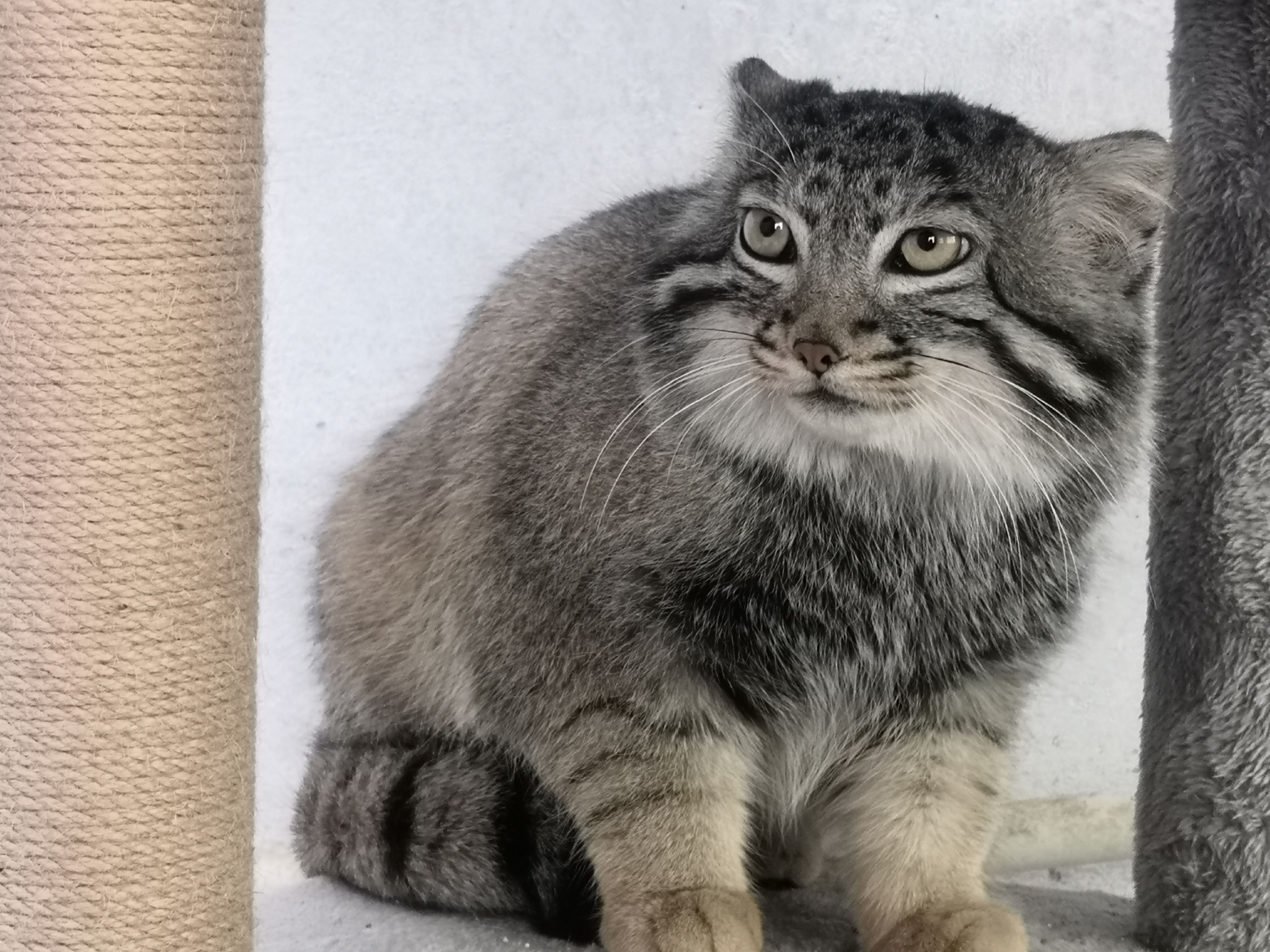 兔狲属唯一动物,体形粗短,大小似家猫,体重2到5千克,其中指名亚种较重