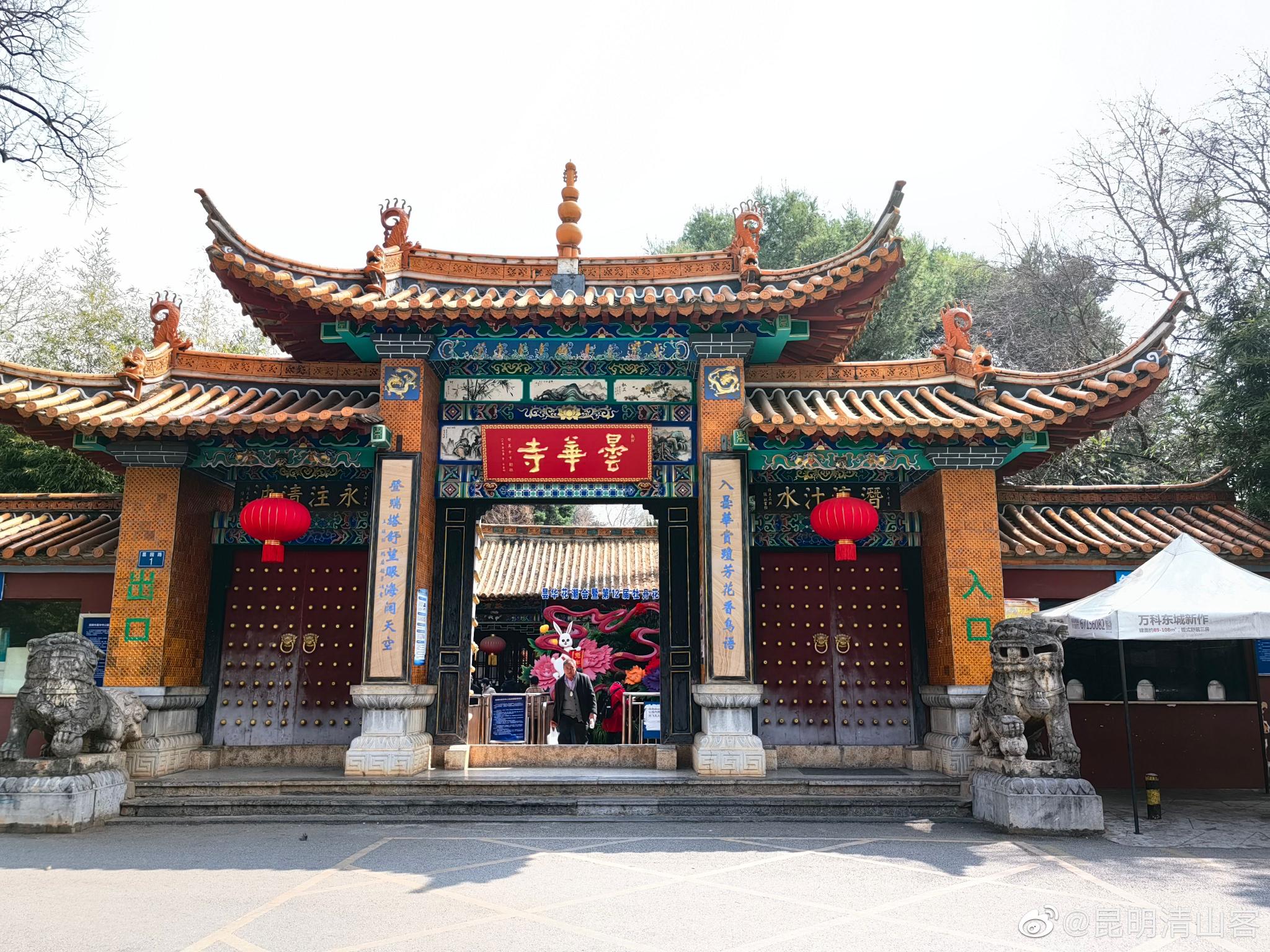 昆明昙华寺盛开的垂丝海棠