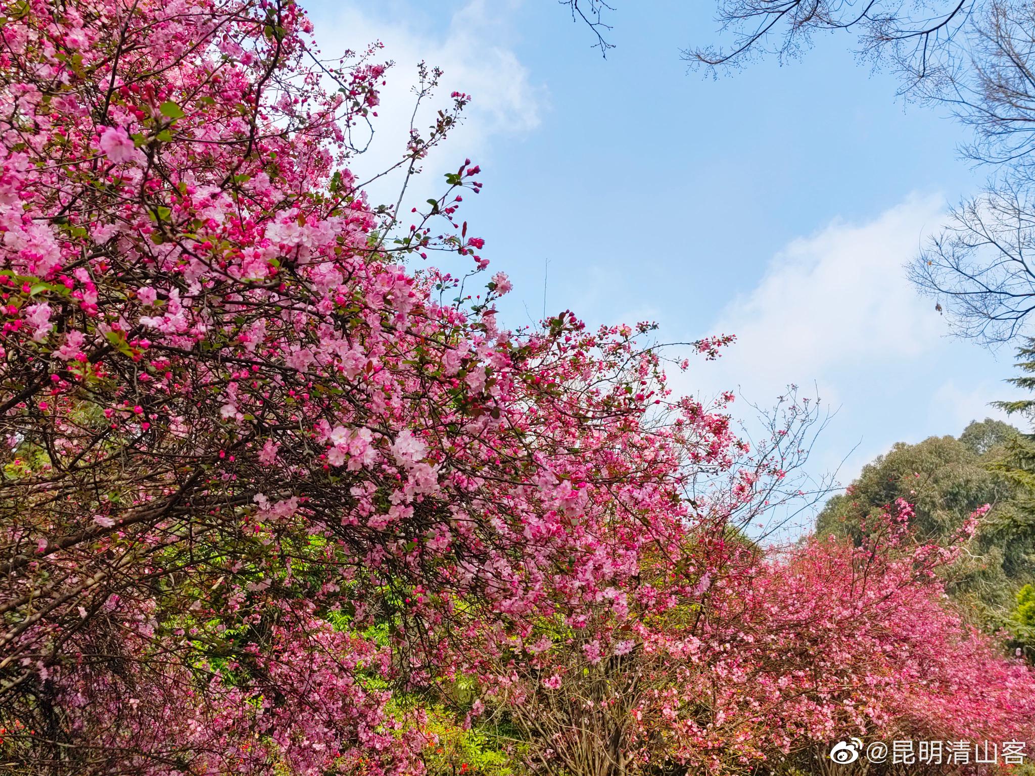 昆明昙华寺盛开的垂丝海棠