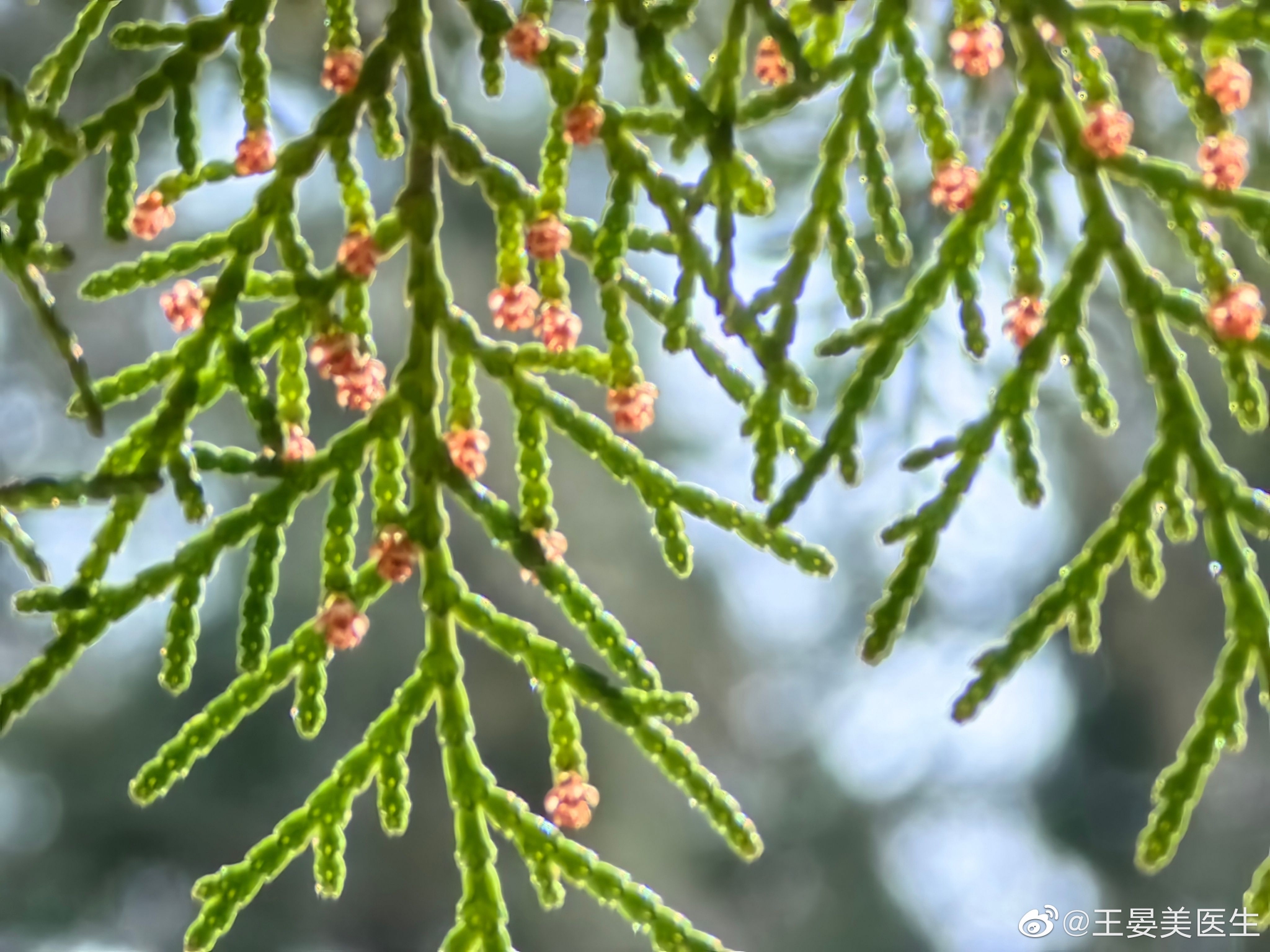 又到过敏季,柏树花粉是祸首_高清图集_新浪网