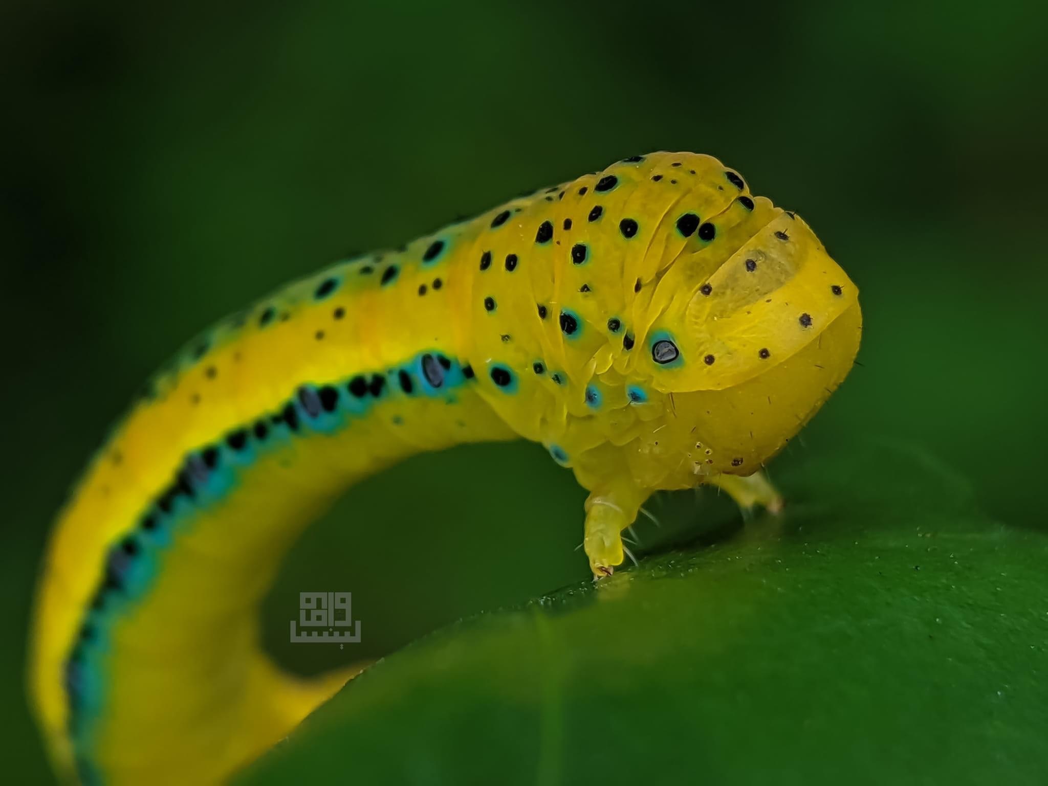 豹尺蛾dysphania percota_高清图集_新浪网