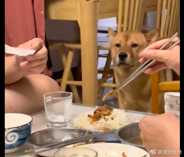 弟弟当着狗的面“下药”,它欲言又止假装没看见:不能骗我一下吗休闲区蓝鸢梦想 - Www.slyday.coM 弟弟当着狗的面“下药”,它欲言又止假装没看见:不能骗我一下吗休闲区蓝鸢梦想 - Www.slyday.coM