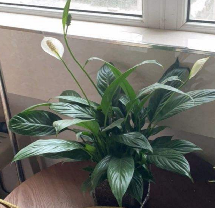 白鹤芋|根部|花朵_新浪新闻