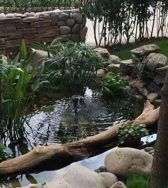 折腾| 农村小院,手把手教大家造一个好看的鱼池,省钱又实在|园林|池塘
