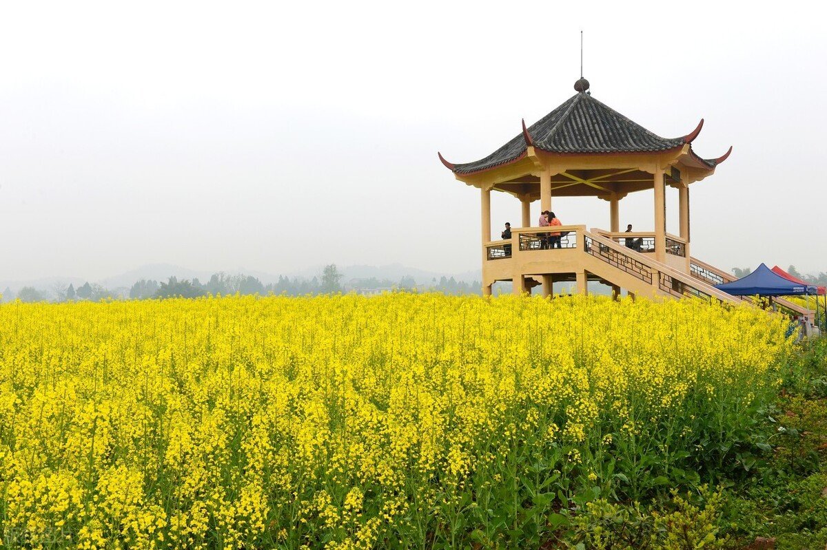 解密潼南的陈抟故里景区来这里观赏油菜花海已成了水陆空全覆盖体验