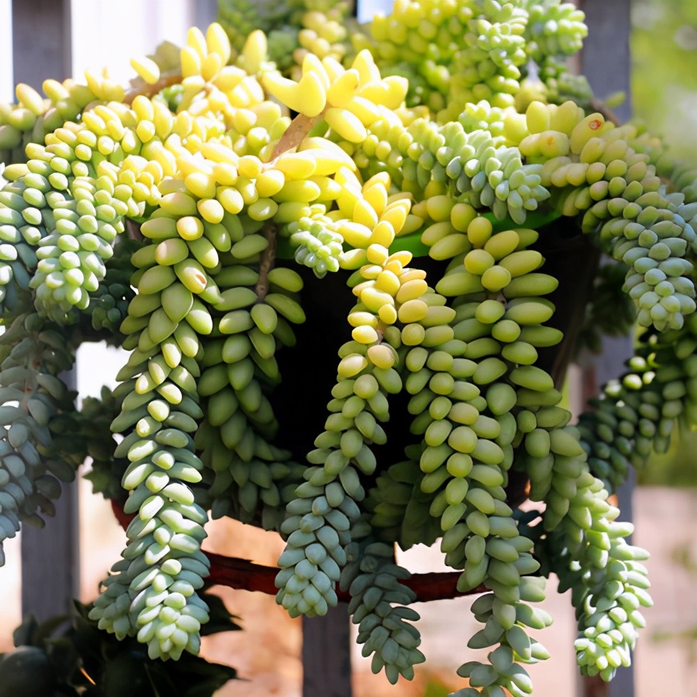 养多肉就挑这几种太好养了叶肉饱满观赏性强