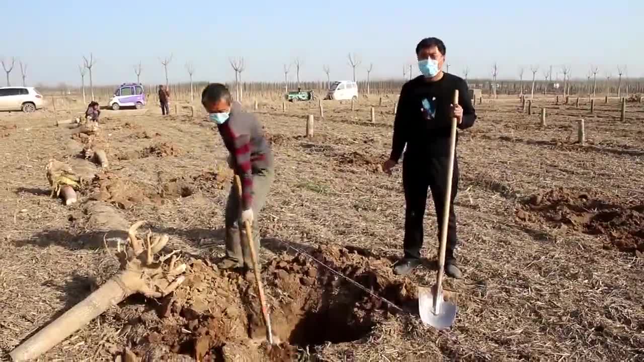 视频 冠县贾镇 植树节云课堂 苗木之乡农民专家讲解种树方法和技巧 视频 冠县贾镇 植树节云课堂 苗木之乡农民专家讲解种树方法和技巧