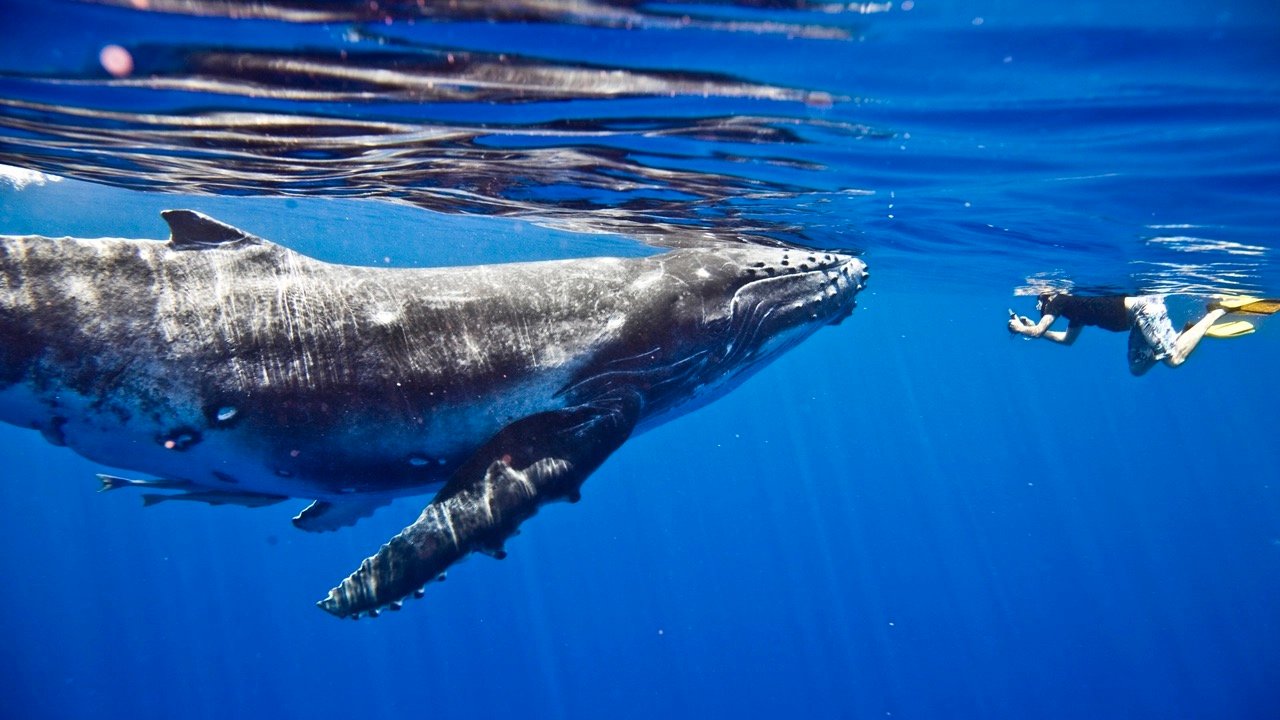 神秘的鲸鱼矿工移动了 1,000 个 2010 年价值 3500 万美元的“沉睡比特币”