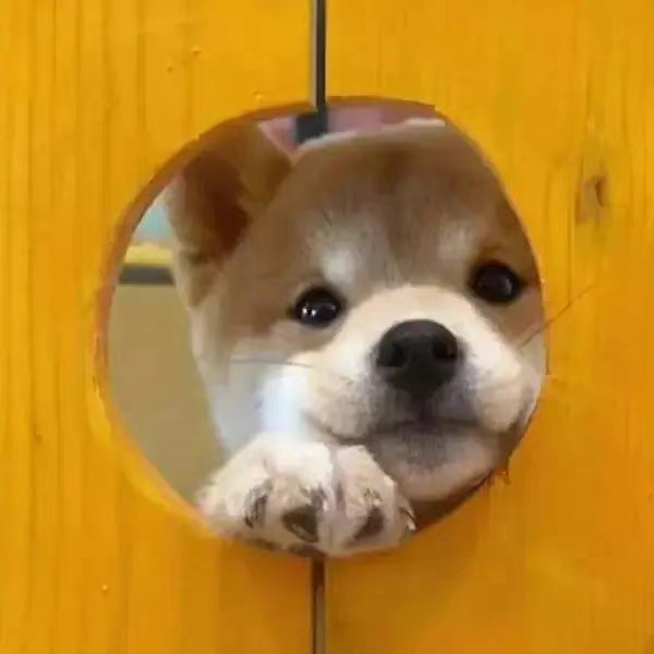 可怜兮兮的样子也太可爱了吧!谁能拒绝一只修狗呢__财经头条