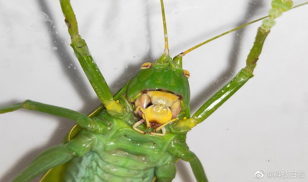 全身通绿,体长8cm!现身