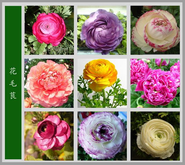 今天花花给大家整理了特别齐全的花卉百科图谱,大家可以对照着认一