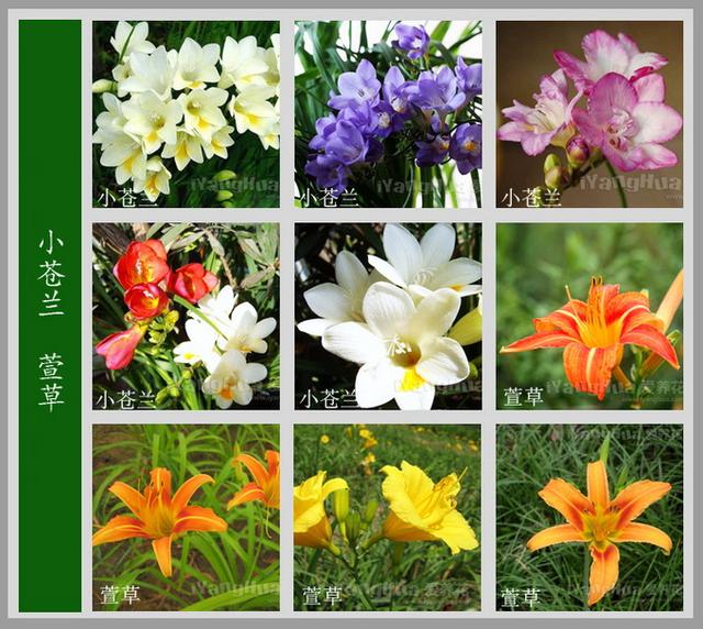 超全《百花图谱》,珍藏起来,路边的花都能叫上名!|百花图谱|花都|图谱