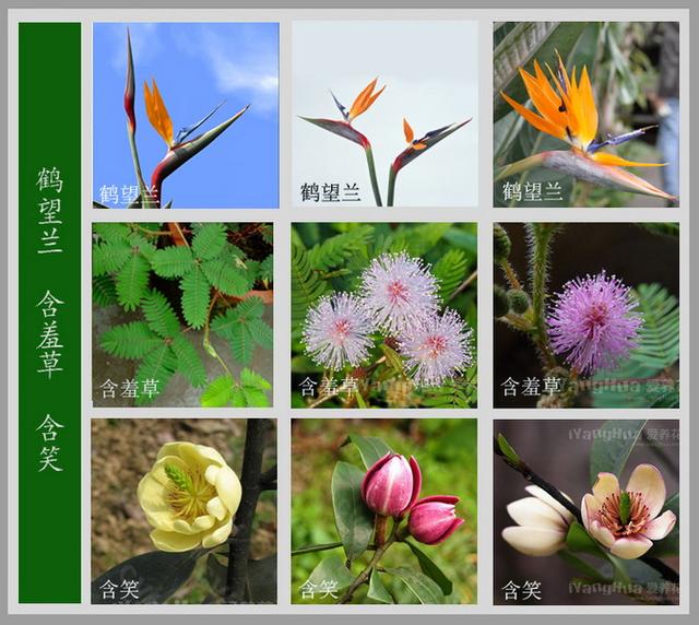 今天花花给大家整理了特别齐全的花卉百科图谱,大家可以对照着认一
