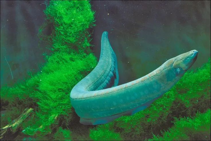 亚马逊河是的栖息地,亚马逊河豚的最大的河豚物种——亚马逊河豚长度