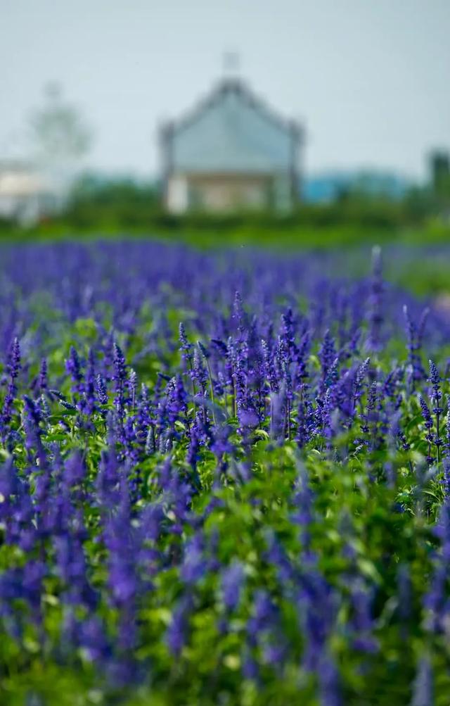 权威公布2022全年放假安排！不出济南的“全球”打卡攻略带你“一秒出国”，刷爆朋友圈！休闲区蓝鸢梦想 - Www.slyday.coM