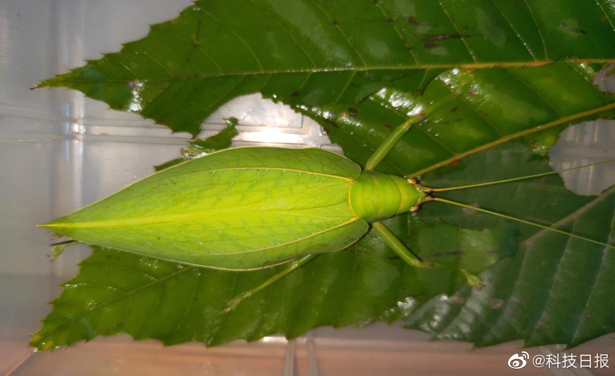 全身通绿,体长8cm!现身