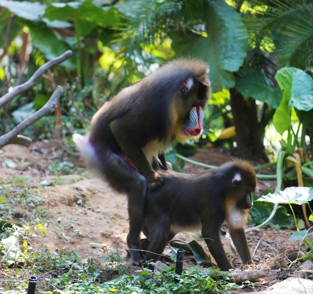 山魈:猴王国里的"鬼脸大块头"——"云"游动物园系列(五)