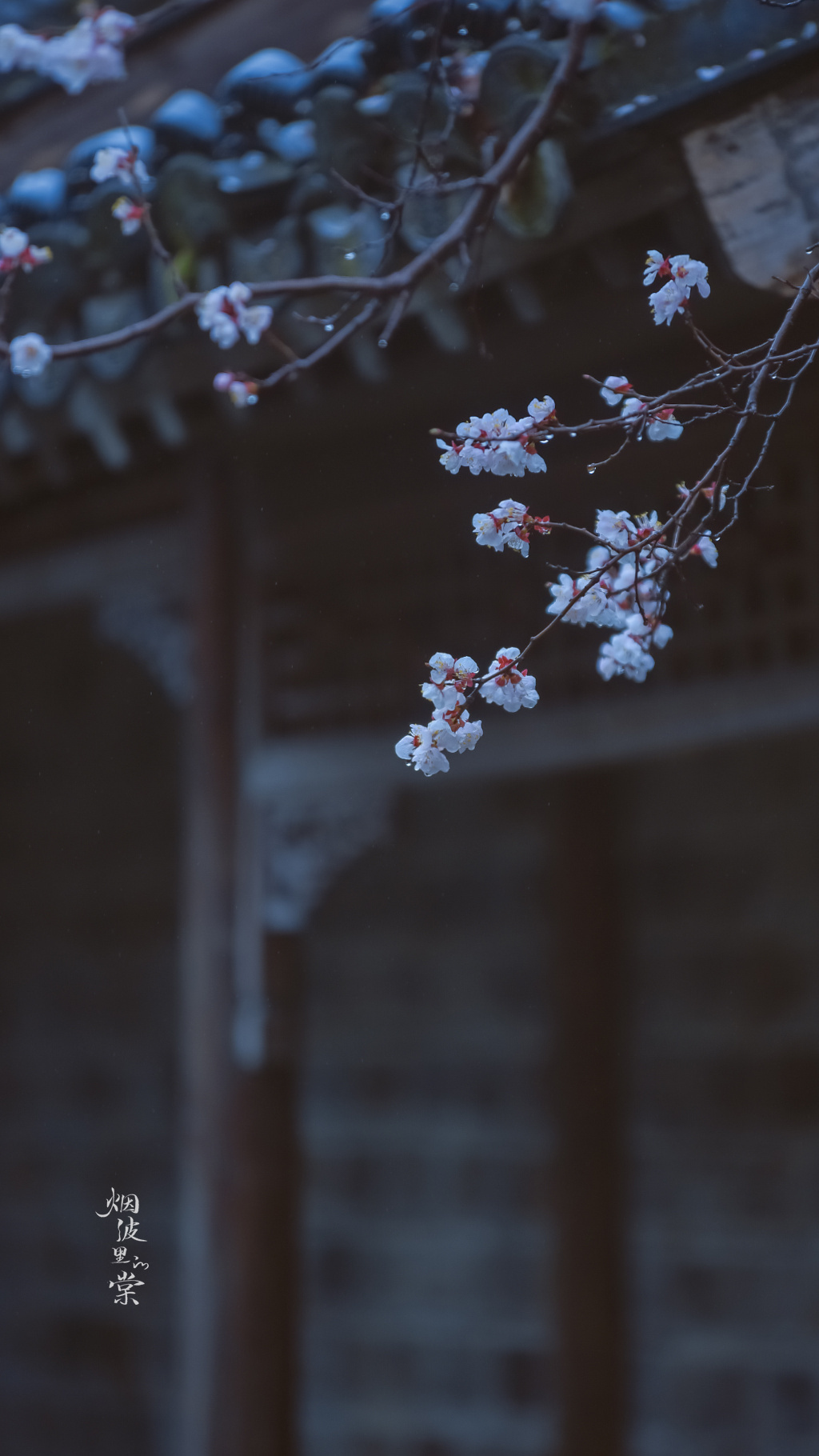 雨中漫步杏花园：春雨沾衣，探索春天深处的诗意生活 (雨中漫步呀)