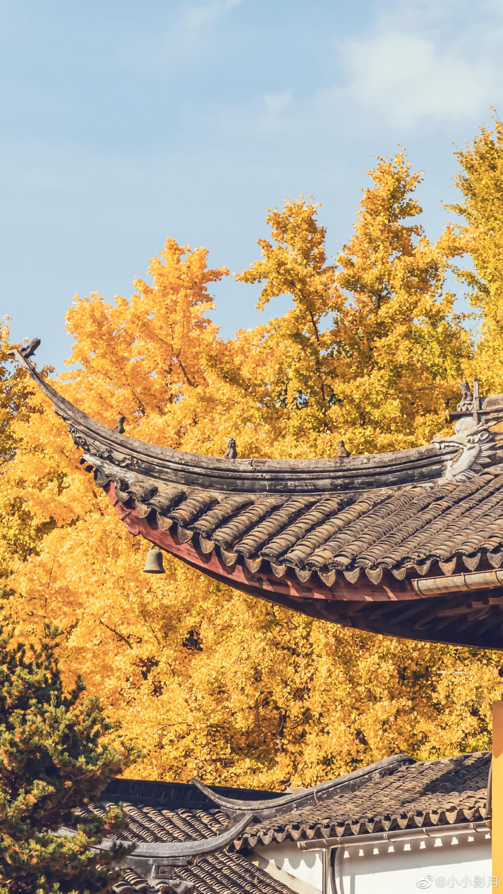 西园寺的深秋太舒服了,漫天银杏飘,安静又热闹,大殿门口的银杏枝干