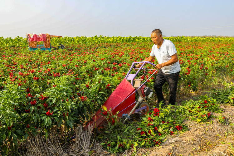 王岗镇已成为"临颍县全球辣椒良种繁育试验基地,引进欧洲,美国,日本