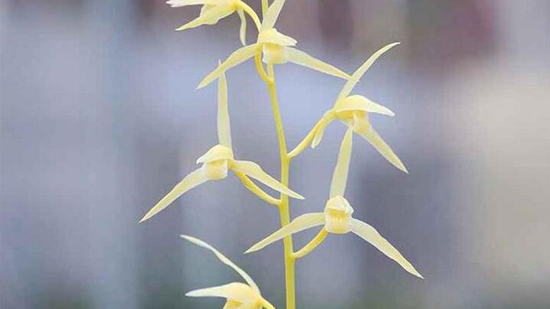 寒兰形态特征,区域分布和生长习性介绍|兰花|品种|左右|花径|花期_新浪新闻