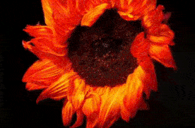 这6件事，都会让我们的气血耗损越来越严重，尤其是最后一件休闲区蓝鸢梦想 - Www.slyday.coM