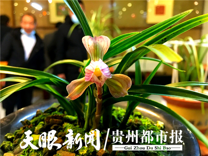 迎元宵观兰展,贵阳新天花卉大世界展出精品兰花|兰花|精品|新天_新浪