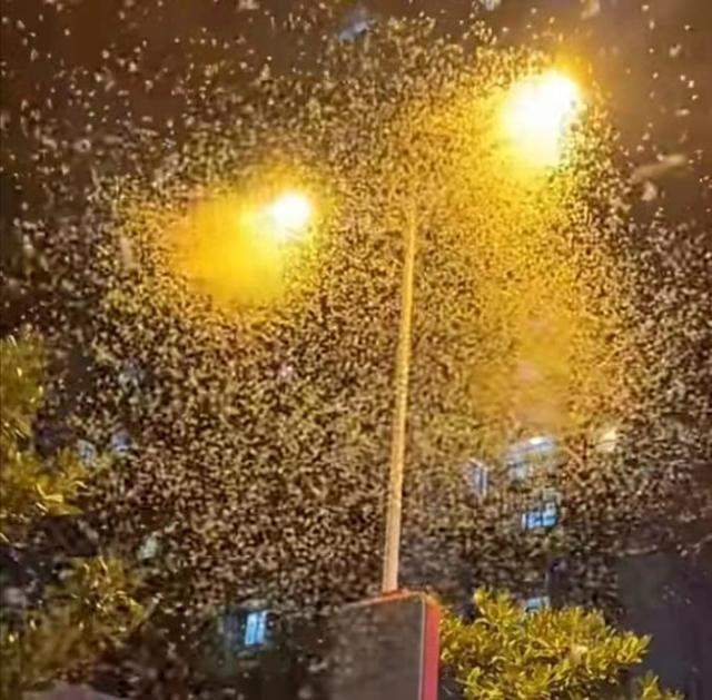 铺天盖地!湖南沅江出现大量飞虫,是蜉蝣吗?出现预示着什么?休闲区蓝鸢梦想 - Www.slyday.coM 铺天盖地!湖南沅江出现大量飞虫,是蜉蝣吗?出现预示着什么?休闲区蓝鸢梦想 - Www.slyday.coM