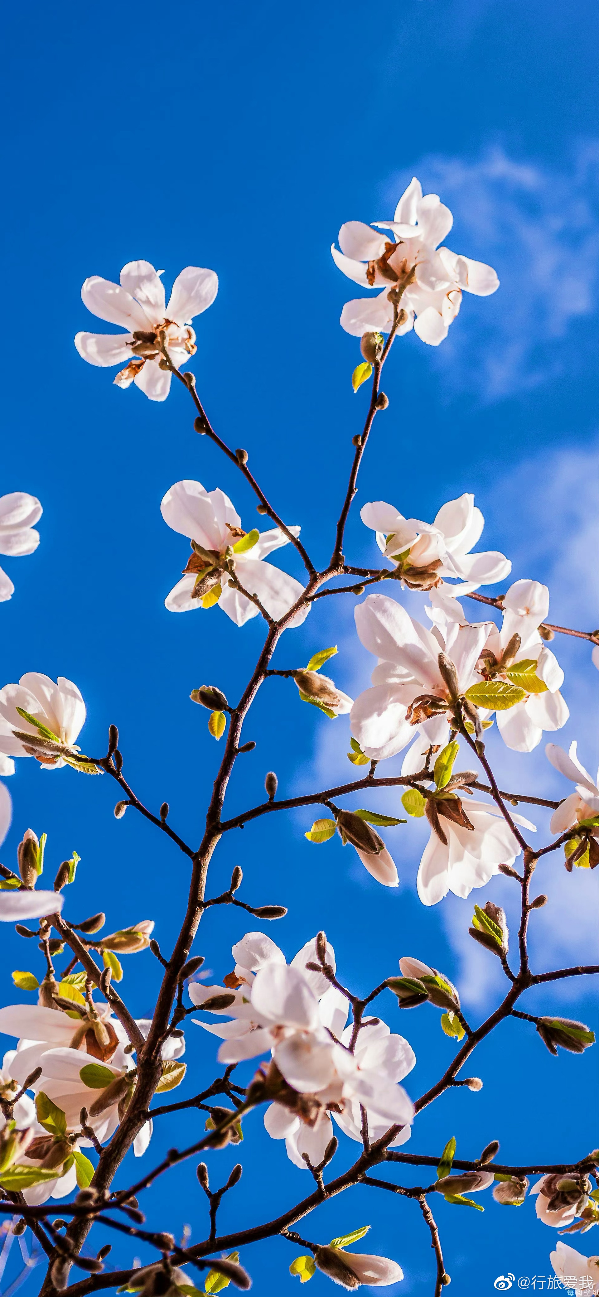 最美不过人间四月天