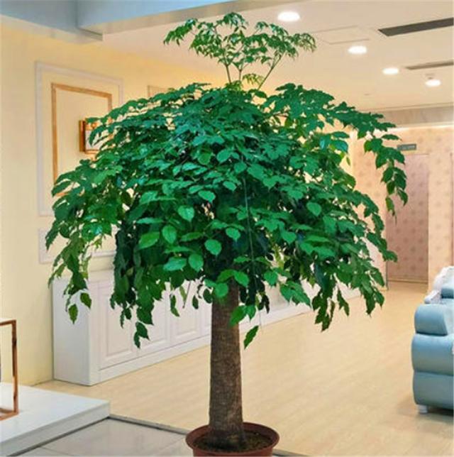 幸福树有4怕难怪叶片稀少还发黄学会了翠绿光亮枝繁叶茂