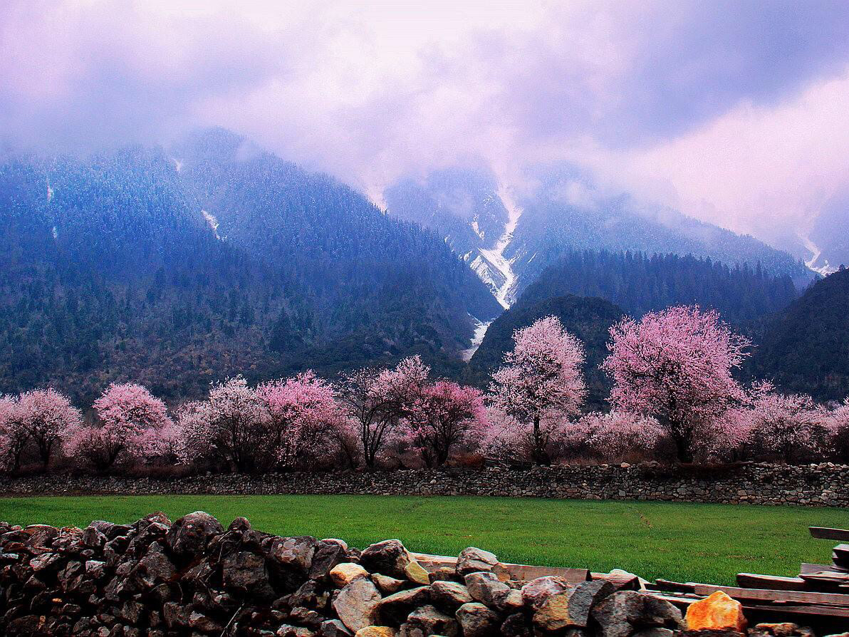 西藏林芝:给我一个春天·还你一片绝美桃林!_高清图集_新浪网