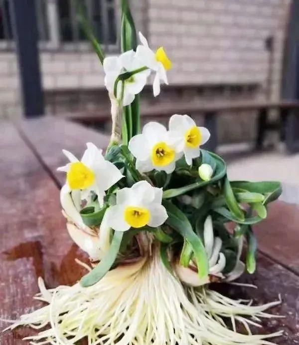 小叶子的手工课丨迎新春,水仙雕刻走起来|水仙|球茎|鳞茎_新浪新闻