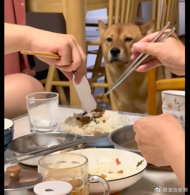 弟弟当着狗的面“下药”,它欲言又止假装没看见:不能骗我一下吗休闲区蓝鸢梦想 - Www.slyday.coM 弟弟当着狗的面“下药”,它欲言又止假装没看见:不能骗我一下吗休闲区蓝鸢梦想 - Www.slyday.coM