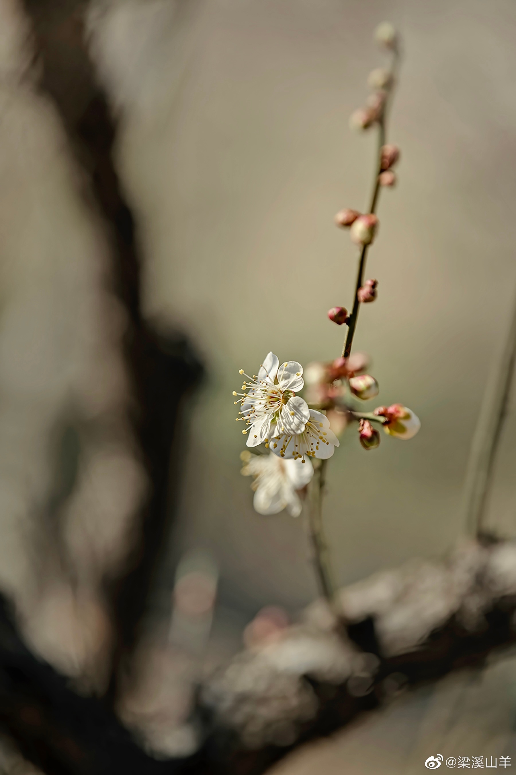 早梅诗句赏析 柳宗元早梅创作背景