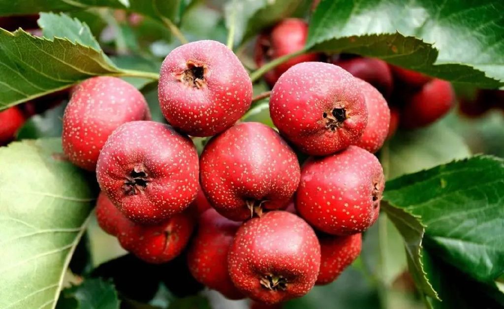 秋天才有的酸果子,身体又虚又淤的人,一定要多吃休闲区蓝鸢梦想 - Www.slyday.coM 秋天才有的酸果子,身体又虚又淤的人,一定要多吃休闲区蓝鸢梦想 - Www.slyday.coM