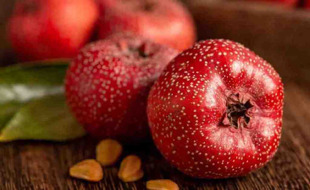 秋天才有的酸果子,身体又虚又淤的人,一定要多吃休闲区蓝鸢梦想 - Www.slyday.coM 秋天才有的酸果子,身体又虚又淤的人,一定要多吃休闲区蓝鸢梦想 - Www.slyday.coM