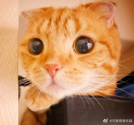 等你下班回家的橘猫,眼睛里充满了期待_高清图集_新浪网