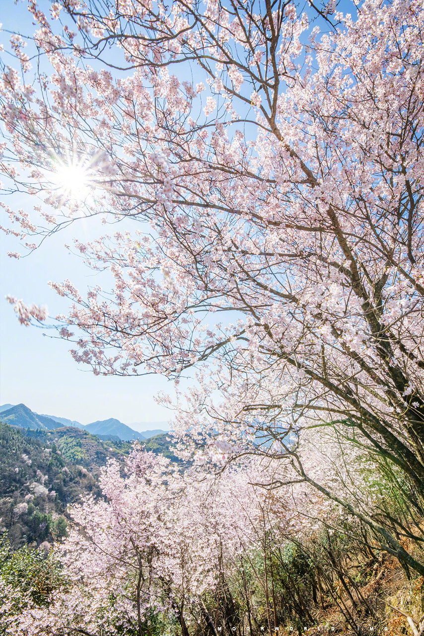 杭州早樱 by @moorworld ,图虫 / 赵高翔_moorworld
