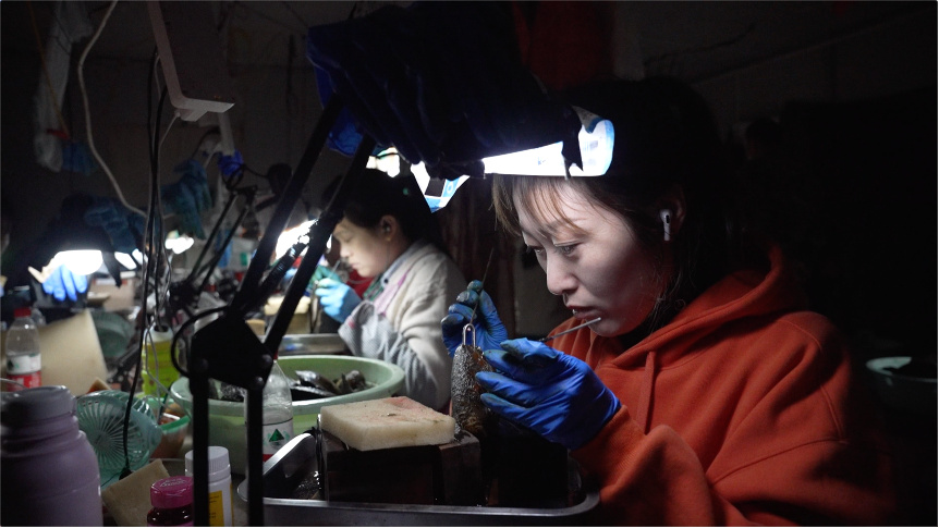 疯狂的开蚌直播