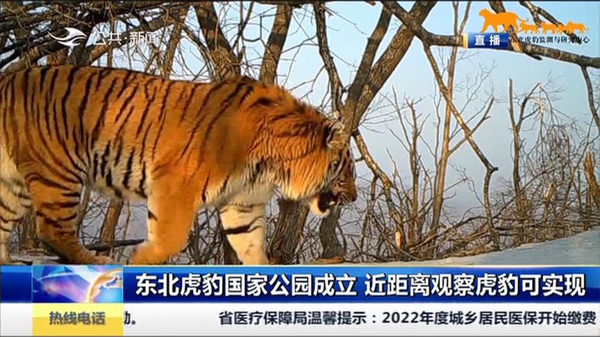 东北虎豹国家公园成立,可近距离观察虎豹,网友:可以去参观吗?