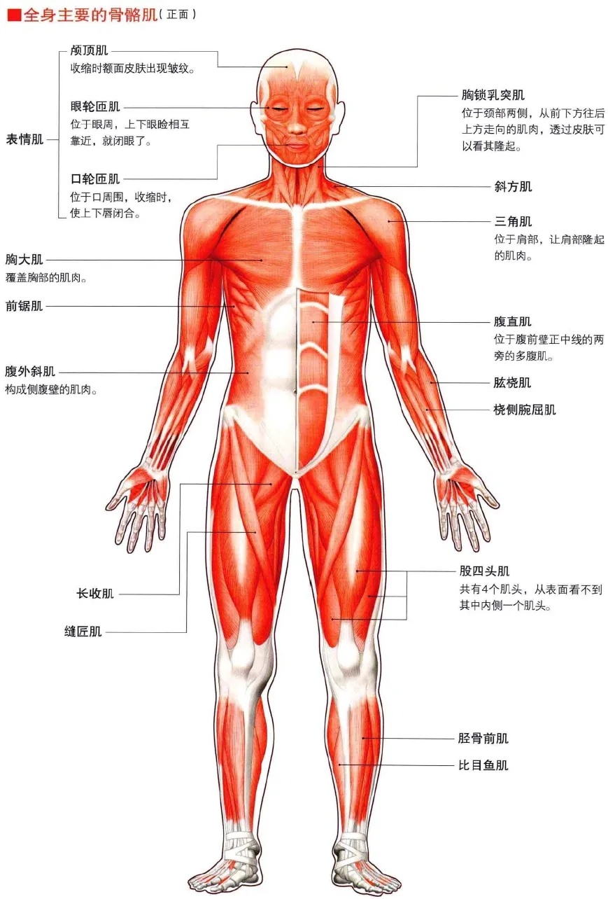 人体骨骼肌图解