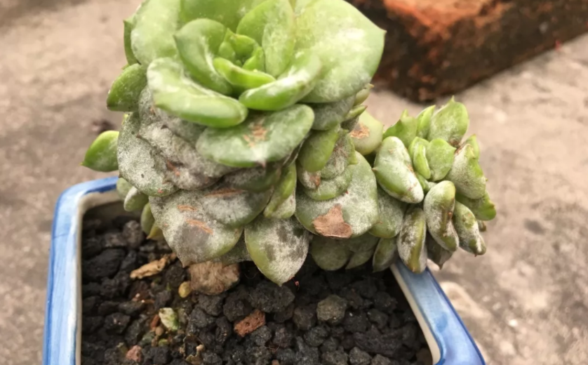 夏季到了,家里的多肉也很容易受病,白粉病就是很常见的多肉在夏季容易