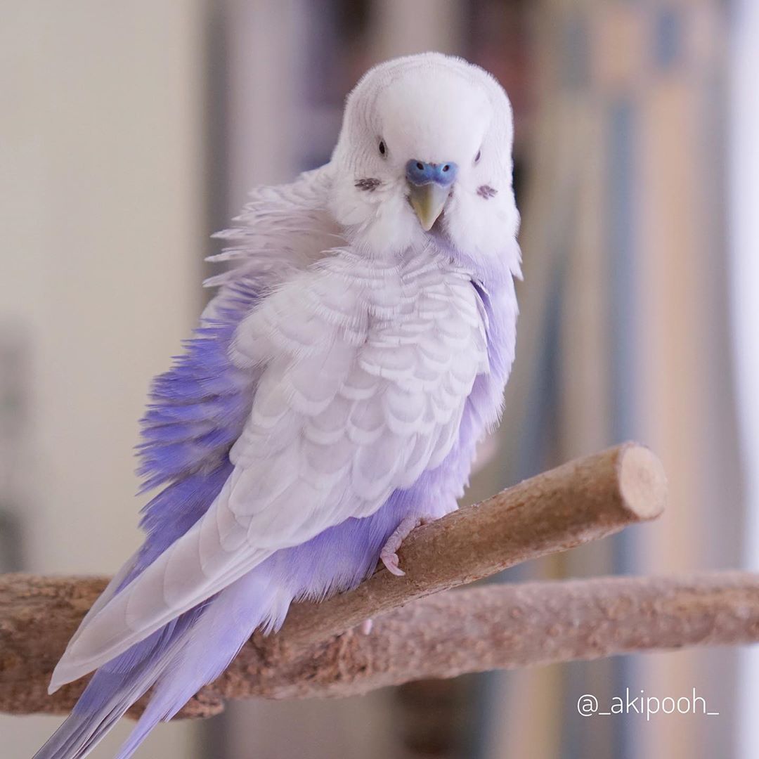 紫罗兰色的虎皮鹦鹉00 永远被可爱折服~(ins_高清图集_新浪网